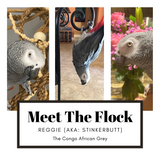 BirdTricks Consultant - Kim Russell