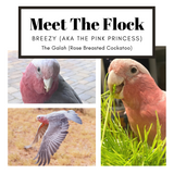 BirdTricks Consultant - Kim Russell