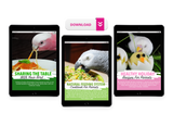 BirdTricks Training Course | Beginner Level