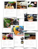 Natural Feeding System (Digital Download)