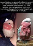 Organic Pellets for Enhanced Parrot Plumage