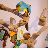 Foraging Toy Box (Bundle of 5)
