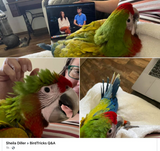 The Baby Bird Course