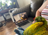 The Baby Bird Course