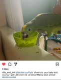The Baby Bird Course