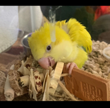 Tiny Toy Box