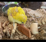 Tiny Toy Box