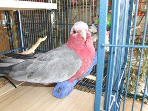 How to Set Up a Bird Cage Properly For Elderly Birds