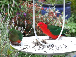 Why Not to Feed Wild Birds But How to Safely Attract Them