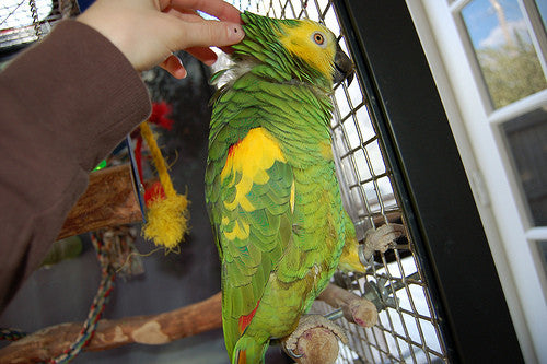 Storm the Amazon Parrot: Day 2, 3 & 4 Progress