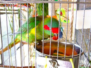 Is The BirdTricks Natural Feeding Program For Everyone?