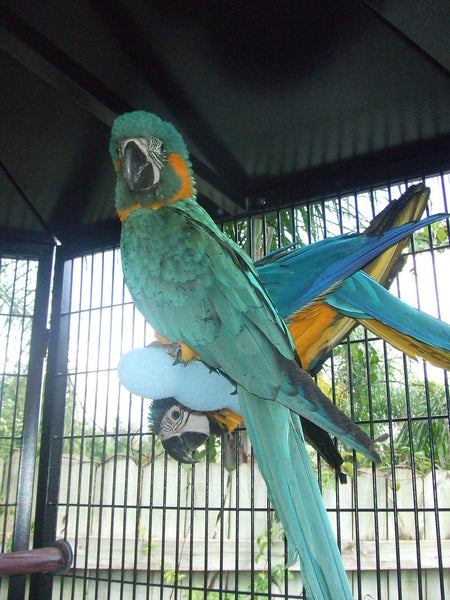 Problems With Keeping More Than One Bird In A Cage