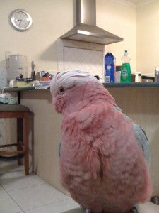 Is Your Bird Fat? How to Tell and How to Fix it.