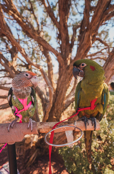 Parrot Harnesses