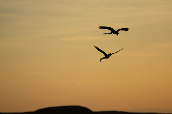 A Simple Timing Trick to Get Your Bird to Stop Screaming at The Sun Going Down