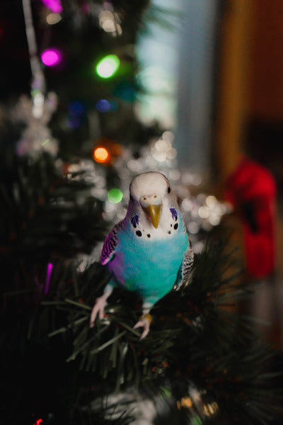 Parrots Make TERRIBLE Christmas Presents!