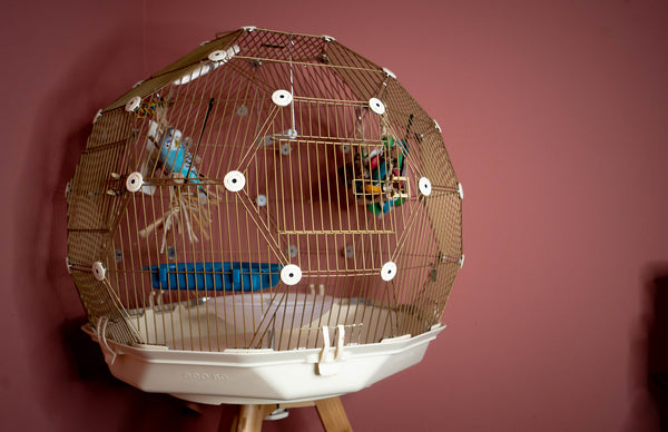 Should You Cover Your Bird’s Cage at Night?