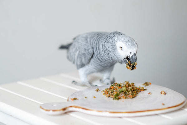 Your Parrot’s Digestive System