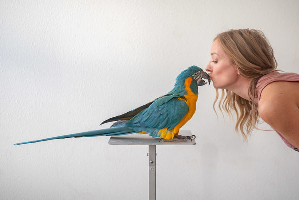 Why Training Your Bird Can Save Your Relationship