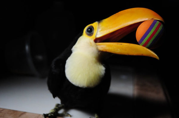 Toucan Toys vs. Parrot Toys