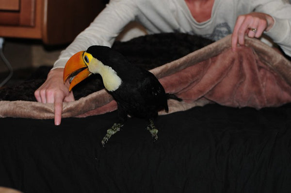 Raising Our Baby Toucan Rocko: Addressing Early Signs of Aggression