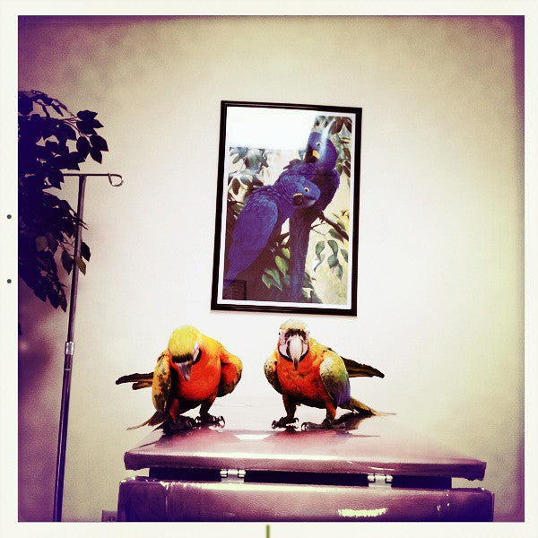 Help! I Don’t Have An Avian Veterinarian!