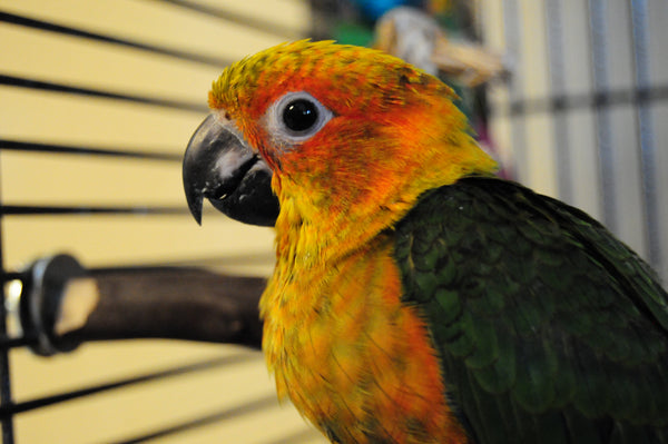 Results of Desensitizing a Pet Parrot