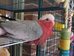 What You Can Learn About Your Own Birds From Deceased Birds