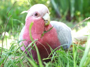 Learning To Recognise The Early Symptoms Of Illness In a Bird