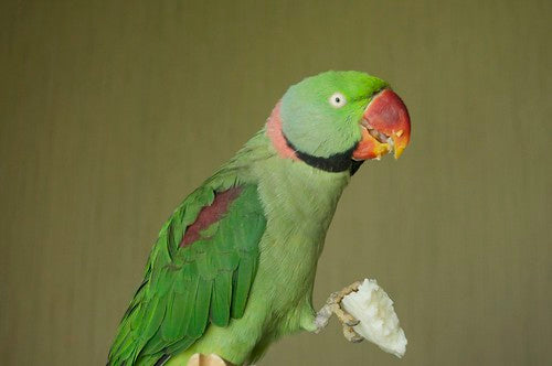 Alexandrine Parakeet Rasta’s Progress – Flight, Food and Fear Changes