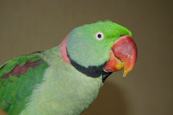 3 Ways to Lose Your Bird’s Trust INSTANTLY
