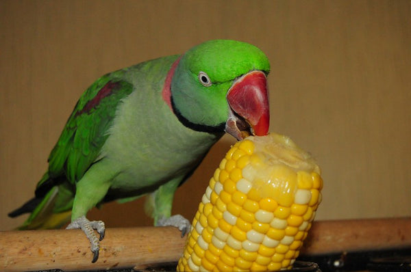How to Introduce New Foods To Picky Parrots