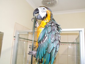 Let Your Bird Dry Itself After a Bath