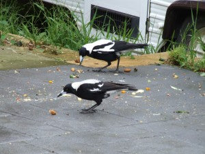 The Threat of Wild Birds