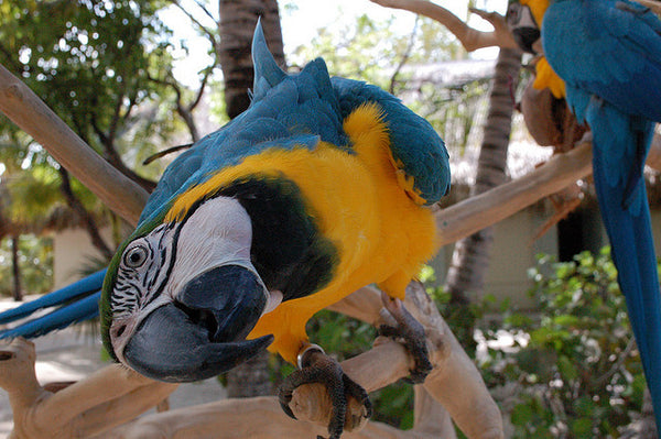 How To Get Your Bird Past A Fear Of Objects: A Step By Step Guide