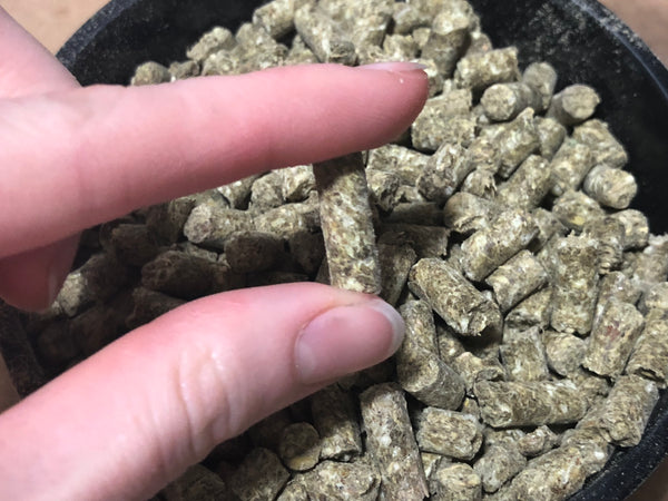 How to Store Parrot Pellets (Safe From Environment & Rodents)