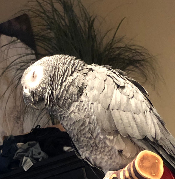 Why You Shouldn’t Sleep With Your Bird