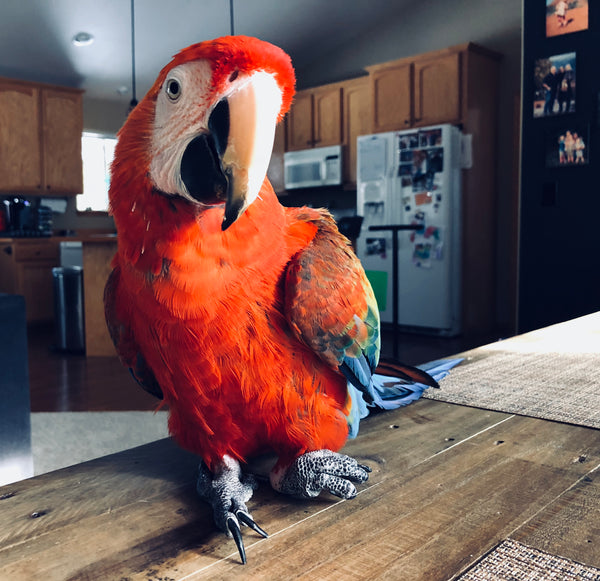 My BREAKTHROUGH Moment With Training a Handicapped Macaw