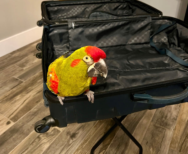 Picture of Red Fronted Macaw sitting on the edge of an empty suitcase that is open. 