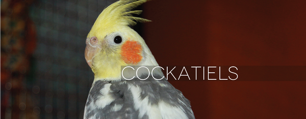 Cockatiels