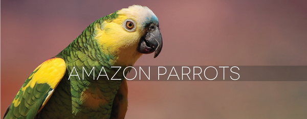 amazon parrots