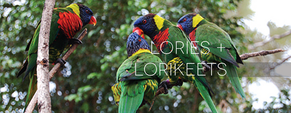 Lories + Lorikeets