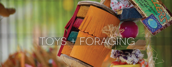 Toys + Foraging