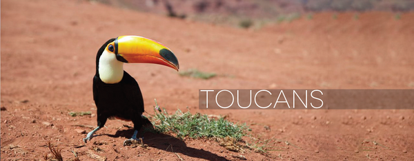 Toucans