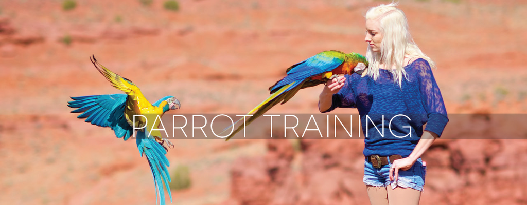 Parrot trainers 2025 near me