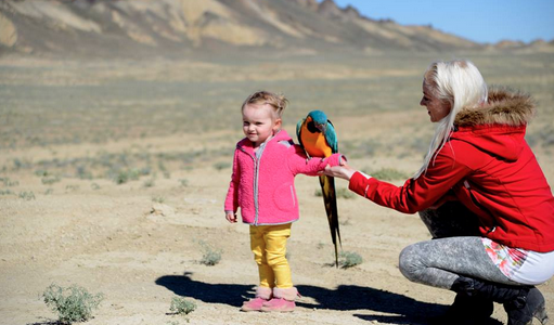 How Old Does a Parrot Need to be to Begin Training?