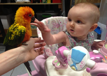How I Introduced My Parrots to My Six Month Old Daughter And No One Got Hurt!