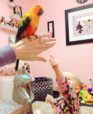 My Daughter’s First Parrot Bite