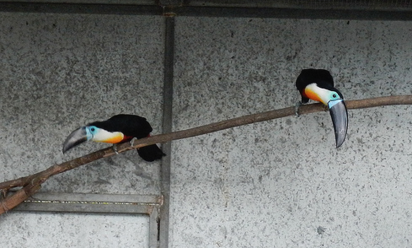 channel bill toucans