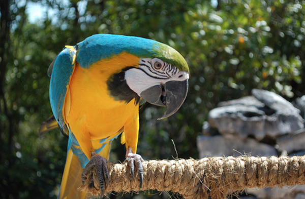 Blue and gold macaw
